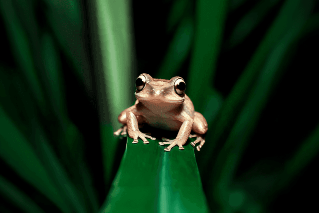 Coquí frog perched on a leaf, facing forward